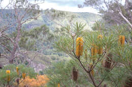 Image of Banksia neoanglica (A. S. George) Stimpson & J. J. Bruhl