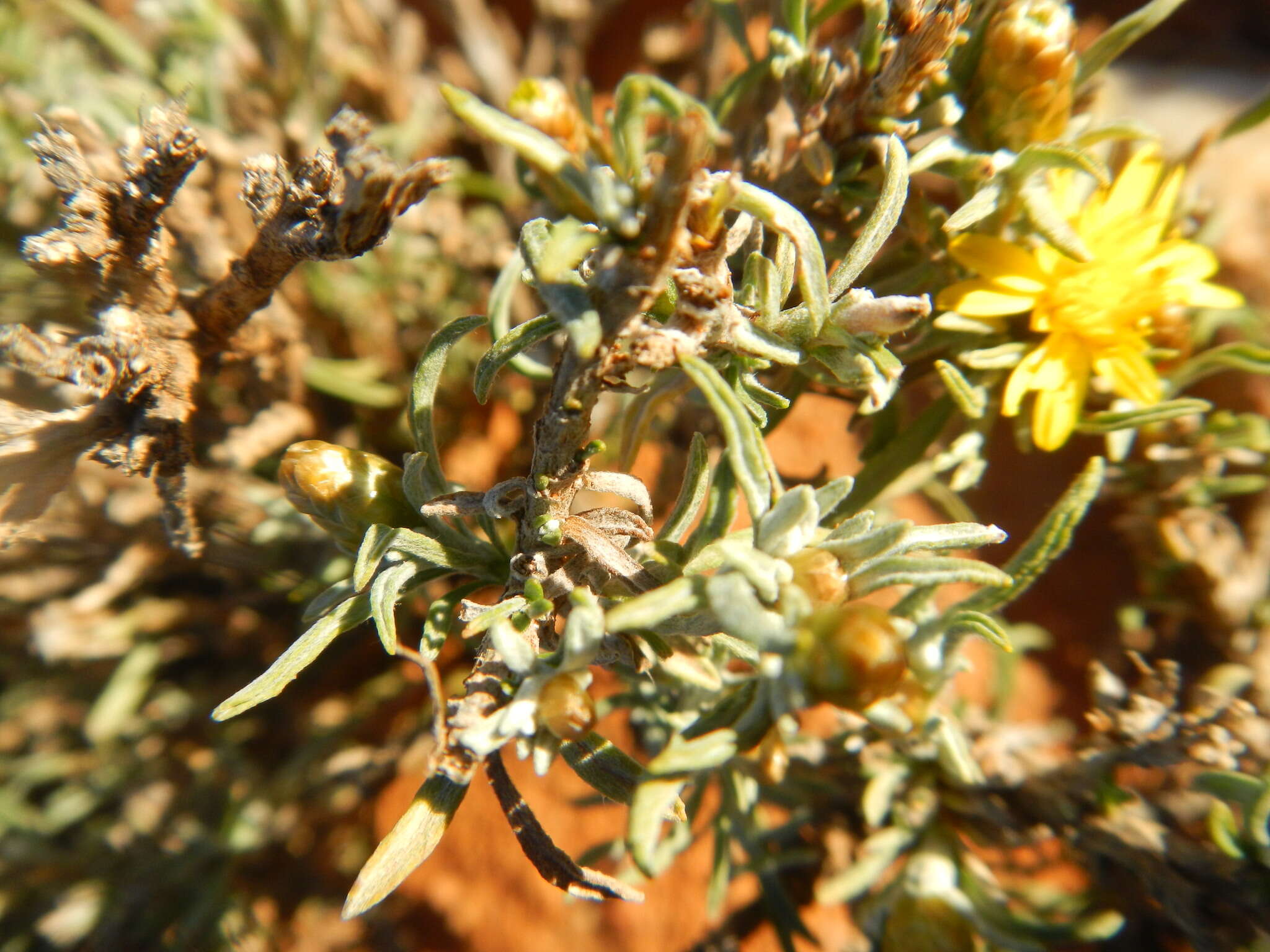 Image of Oedera humilis (Less.) N. G. Bergh