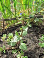 Image of Veronica acinifolia L.