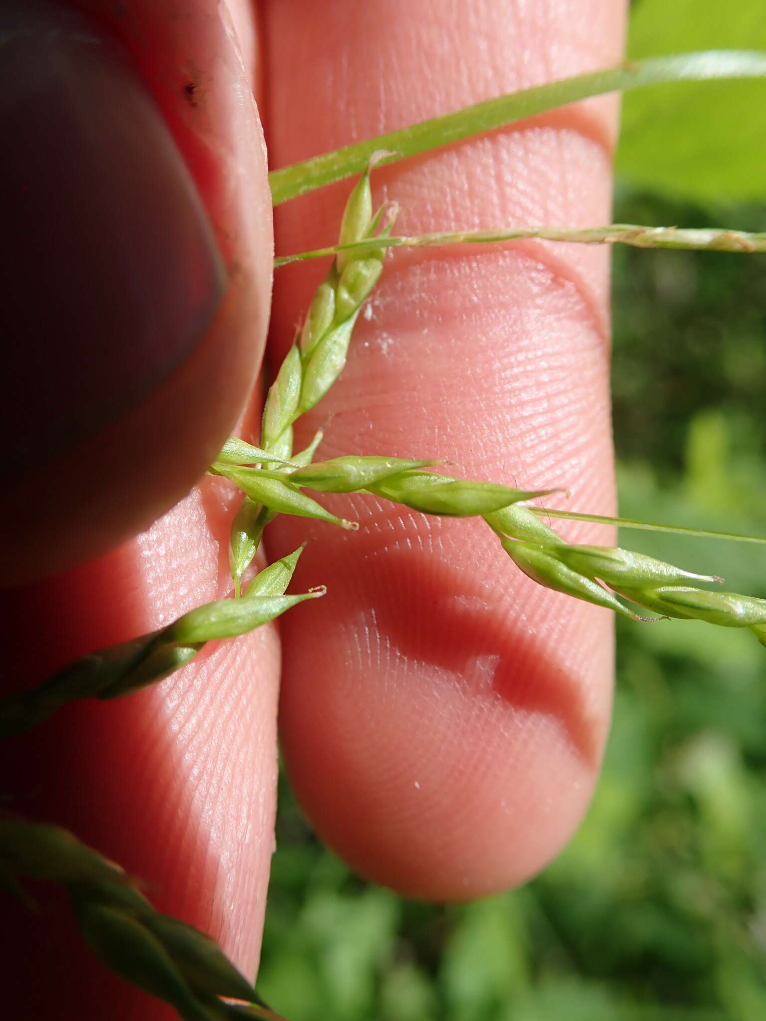 Imagem de Carex debilis Michx.