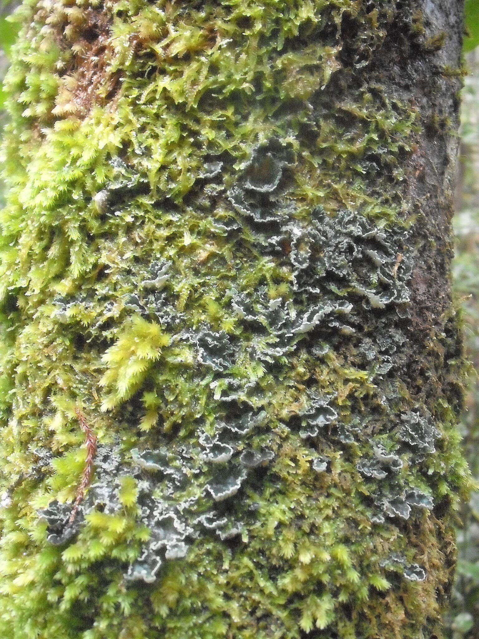 Sivun <i>Leioderma sorediatum</i> kuva