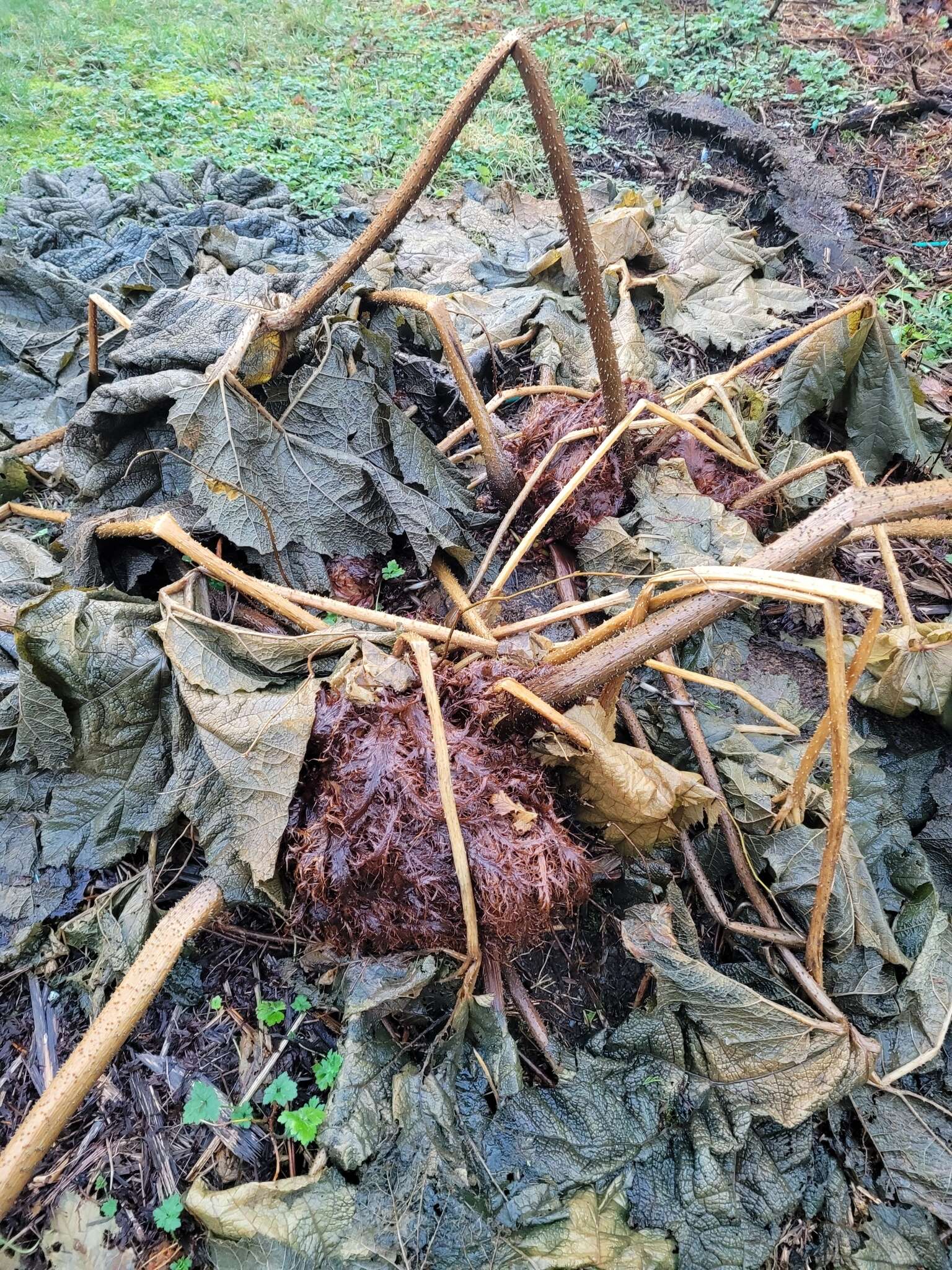 Image of giant rhubarb