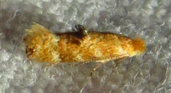 Image of Bucculatrix coronatella Clemens 1860