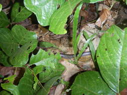 Image of Brown-headed or grey-naped snake