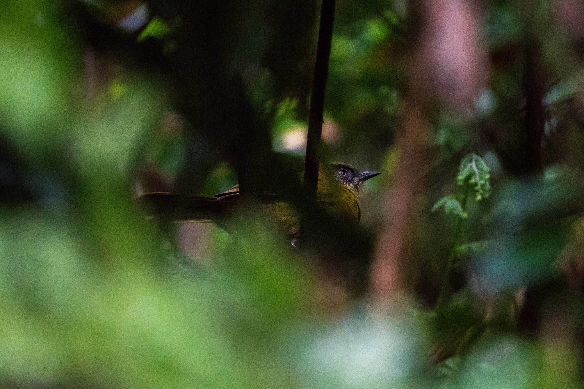 Arizelocichla milanjensis (Shelley 1894) resmi