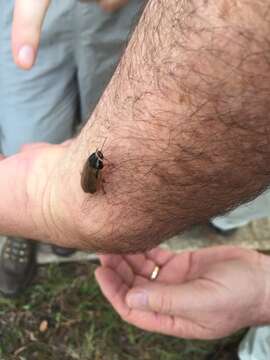 Image of Surinam cockroach