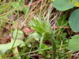 صورة <i>Agoseris <i>glauca</i></i> var. glauca