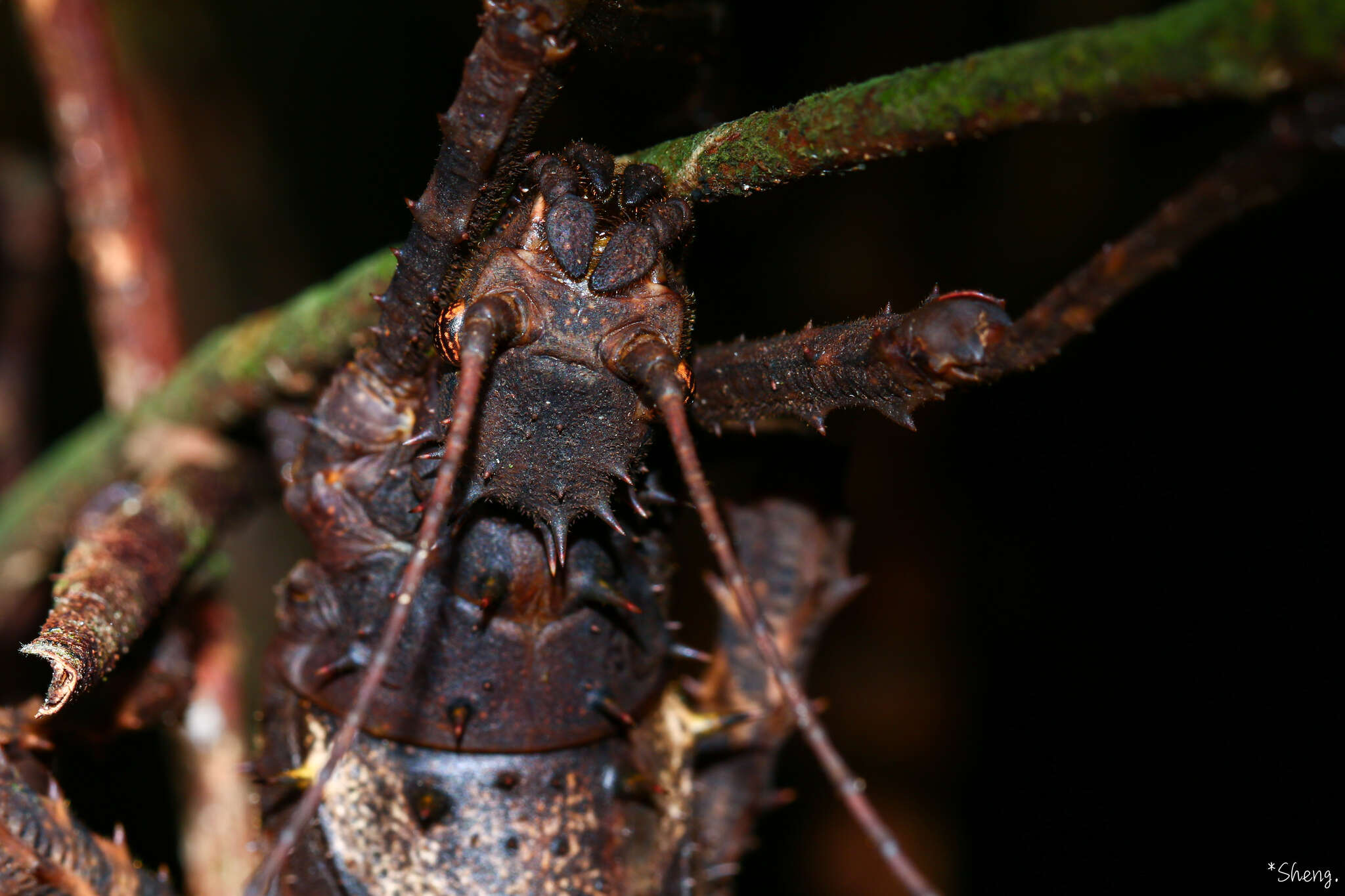 Image of Haaniella echinata (Redtenbacher 1906)