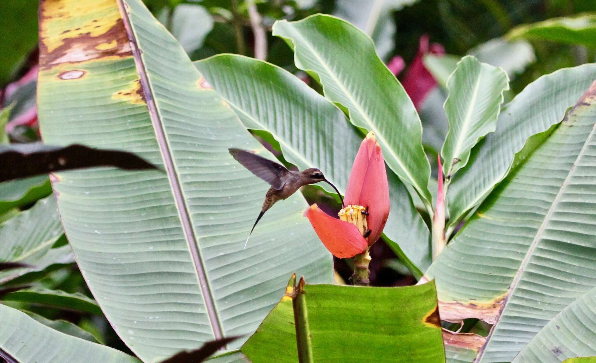 Image of Long-billed Hermit