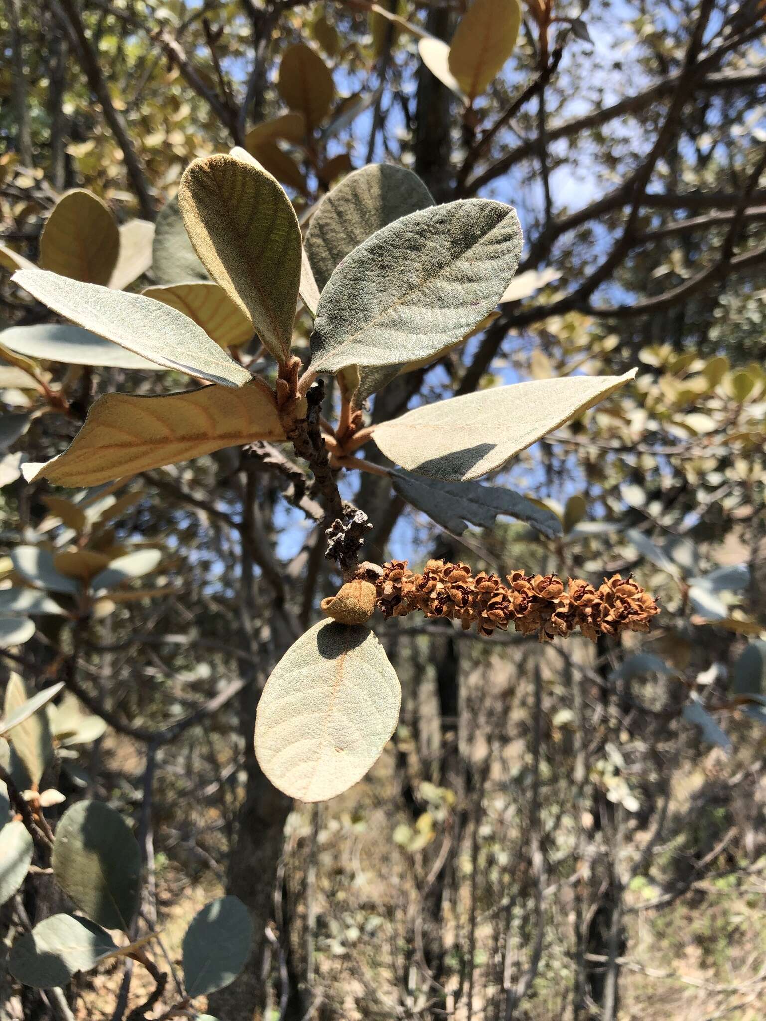 Image of Clethra rosei Britton