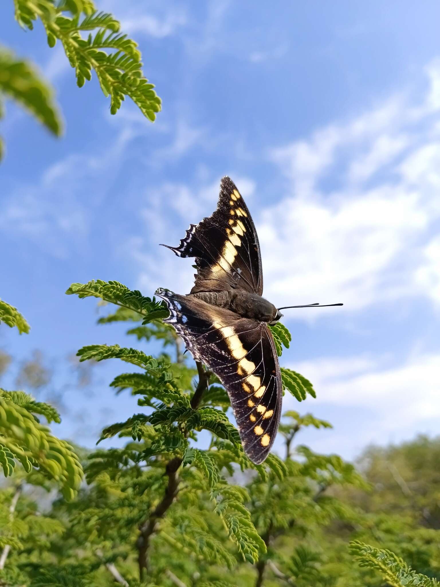 Imagem de Charaxes castor