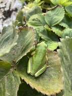 Image of Lemon-yellow tree frog