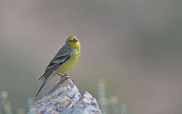 Image of Corsican Citril Finch