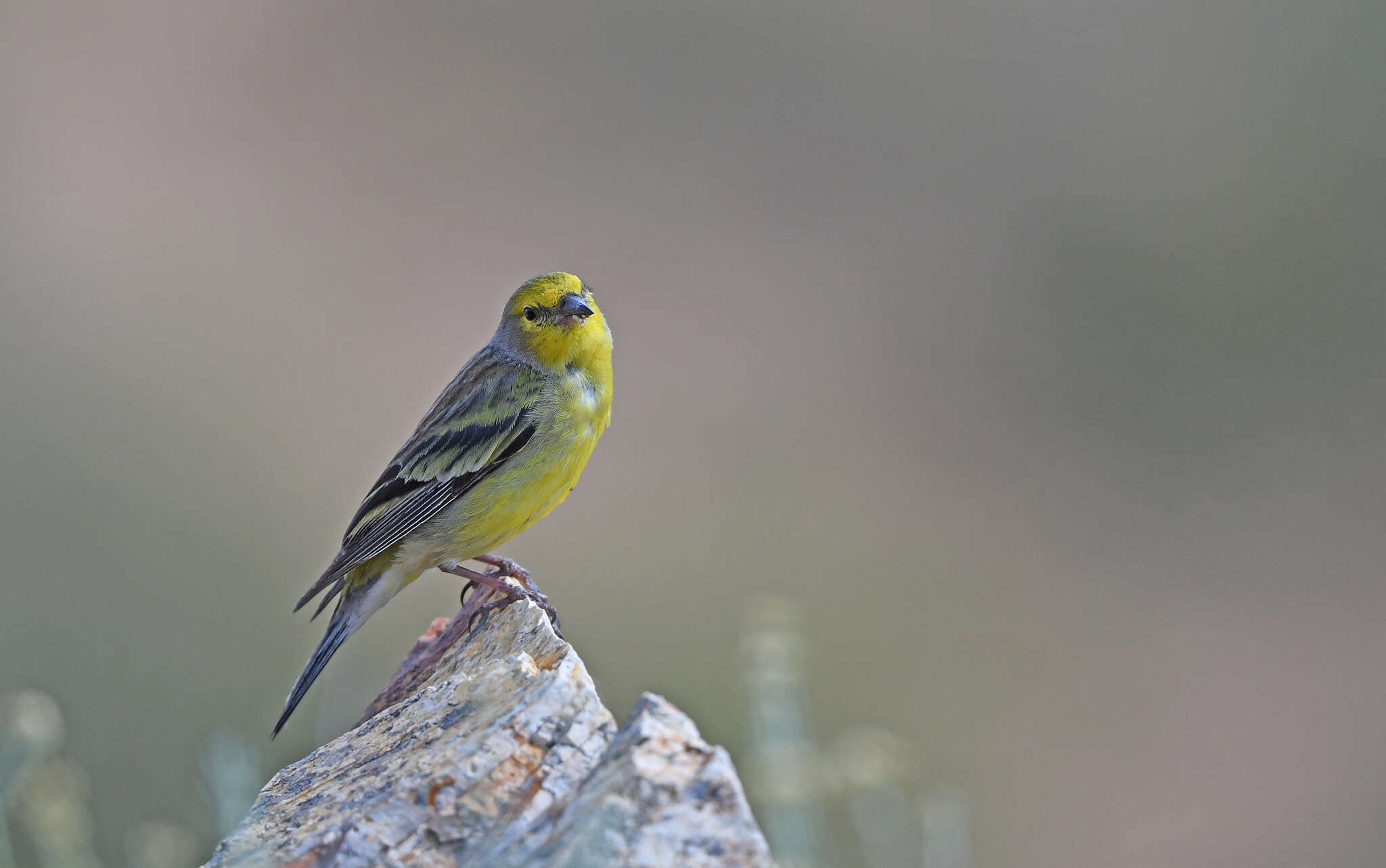 Image of Corsican Citril Finch