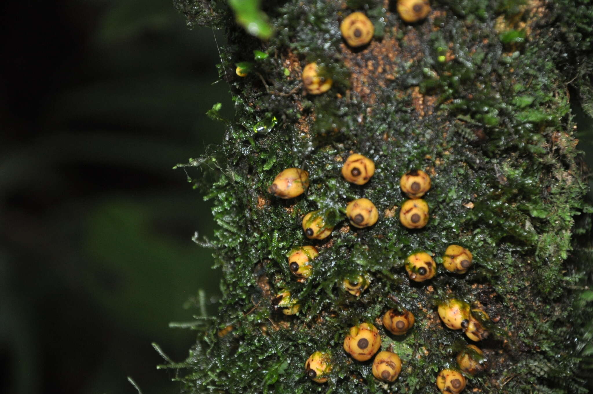 Image of Apodanthes caseariae Poit.