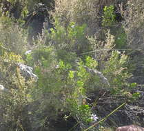 Image of Pelargonium ternatum (L. fil.) Jacq.