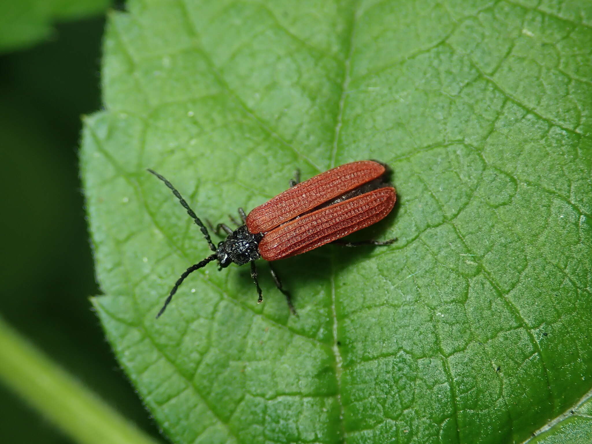 Image of Pyropterus nigroruber (De Geer 1774)