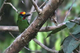 Image of Red-throated Barbet