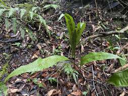 Image of Neocheiropteris ensata (Thunb.) Ching