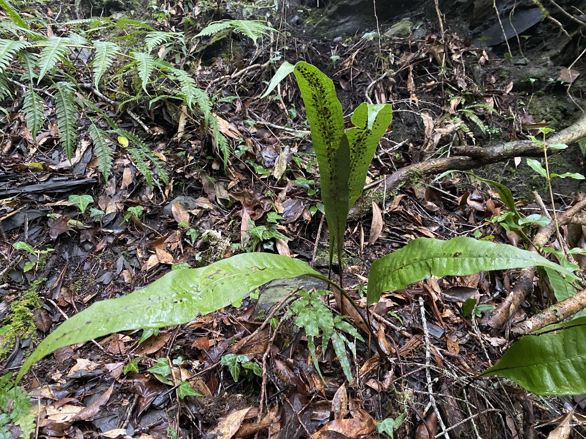 Image of Neocheiropteris ensata (Thunb.) Ching