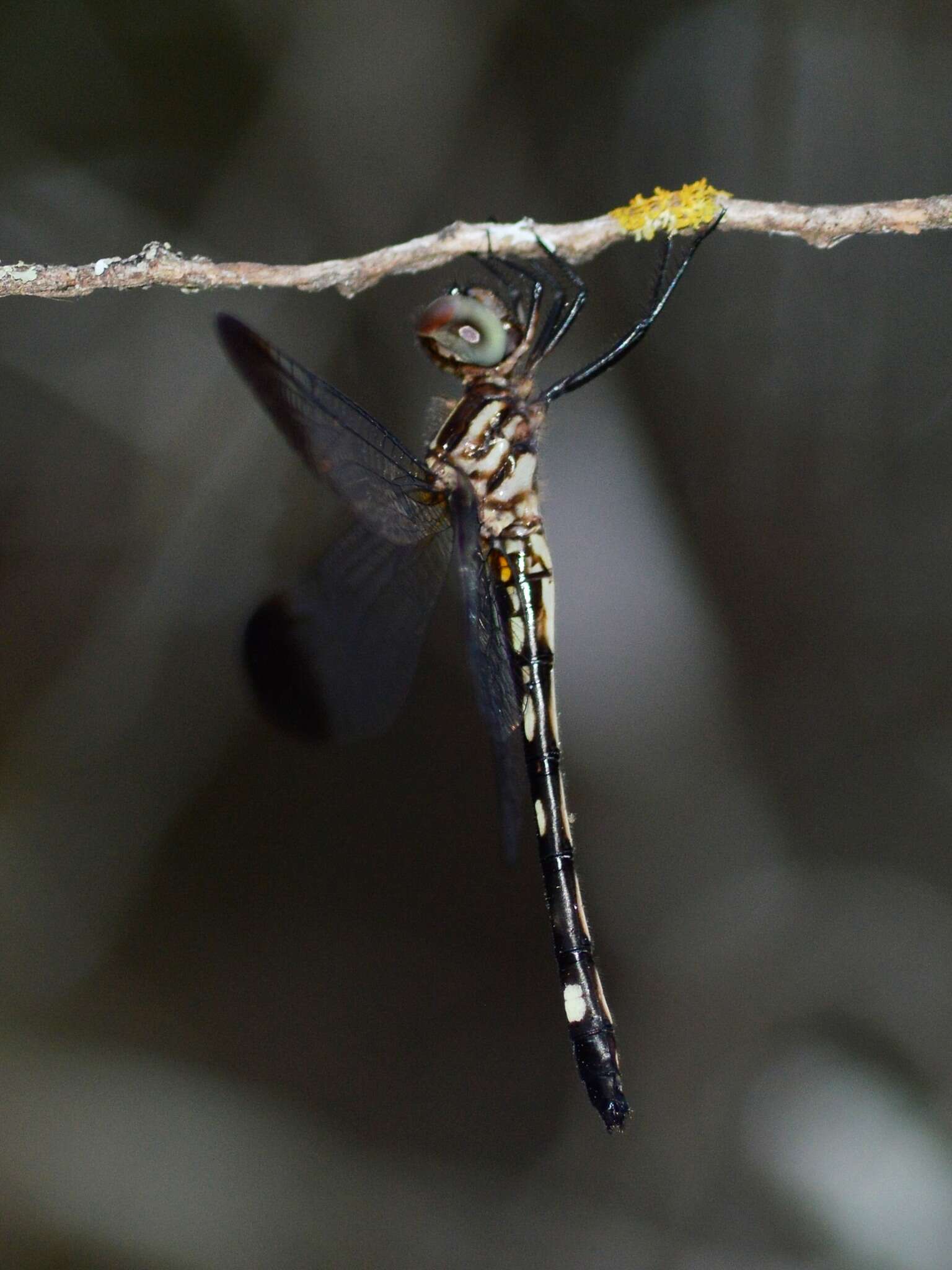 Image of Jade-striped Sylph