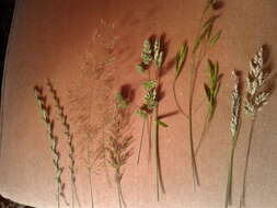 Image of Italian Rye Grass