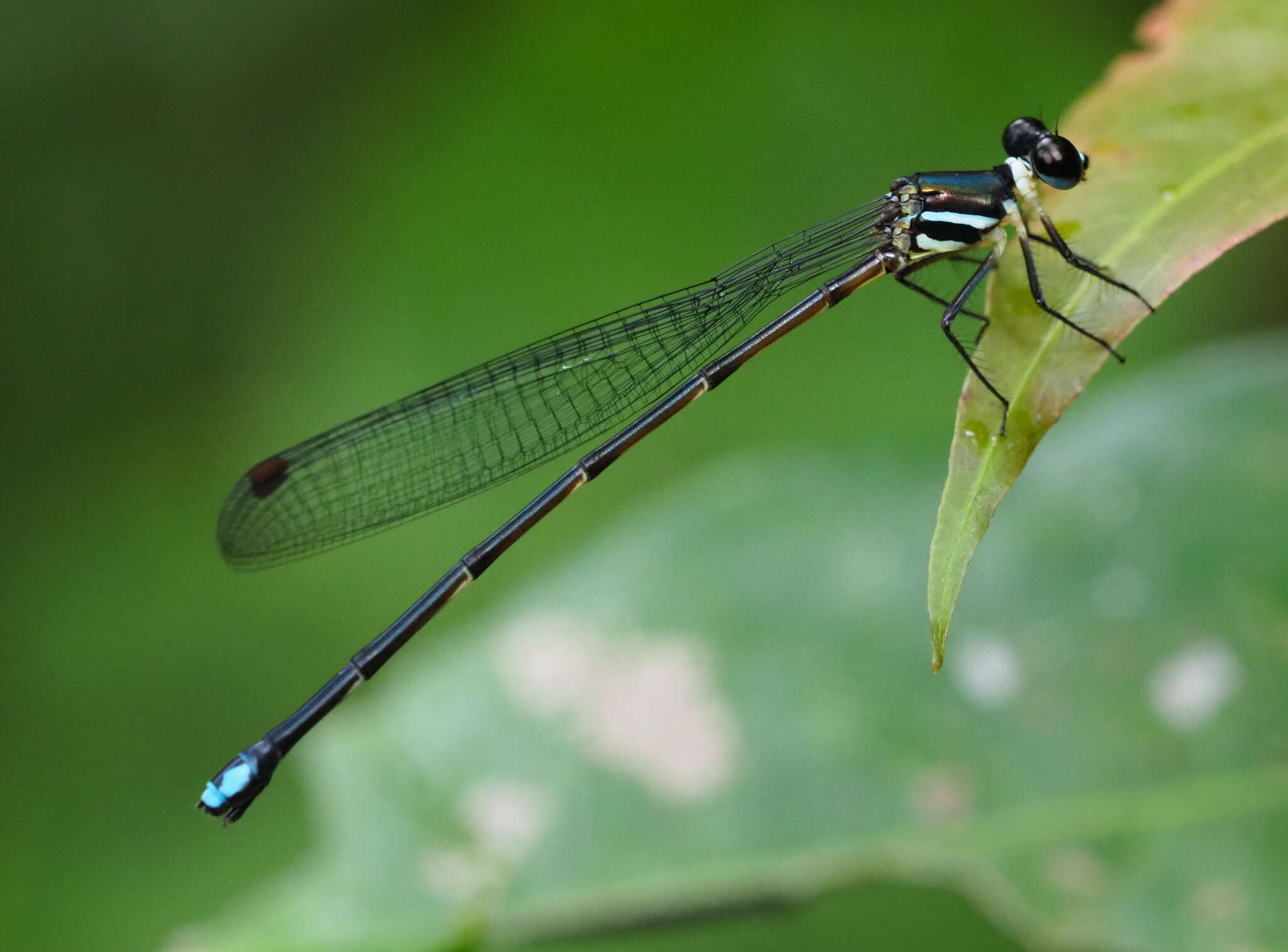 Image of Platysticta apicalis Kirby 1893