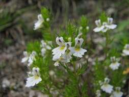 Image of Euphrasia cuspidata