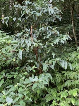 Image of Ardisia plant