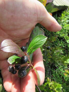 Image of Chokeberries