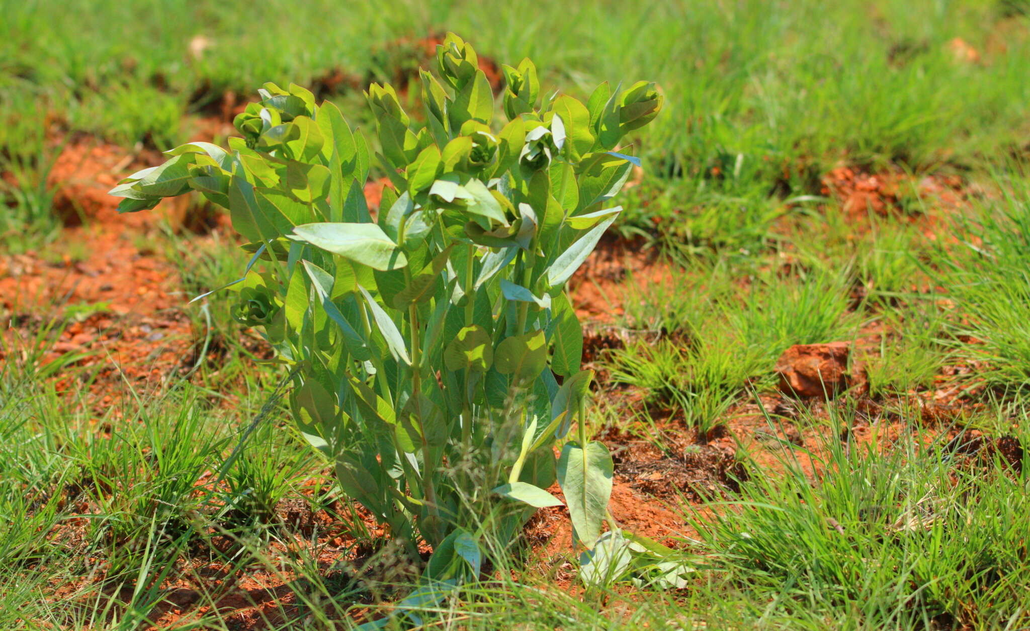 Sivun Asclepias glaucophylla (Schltr.) Schltr. kuva