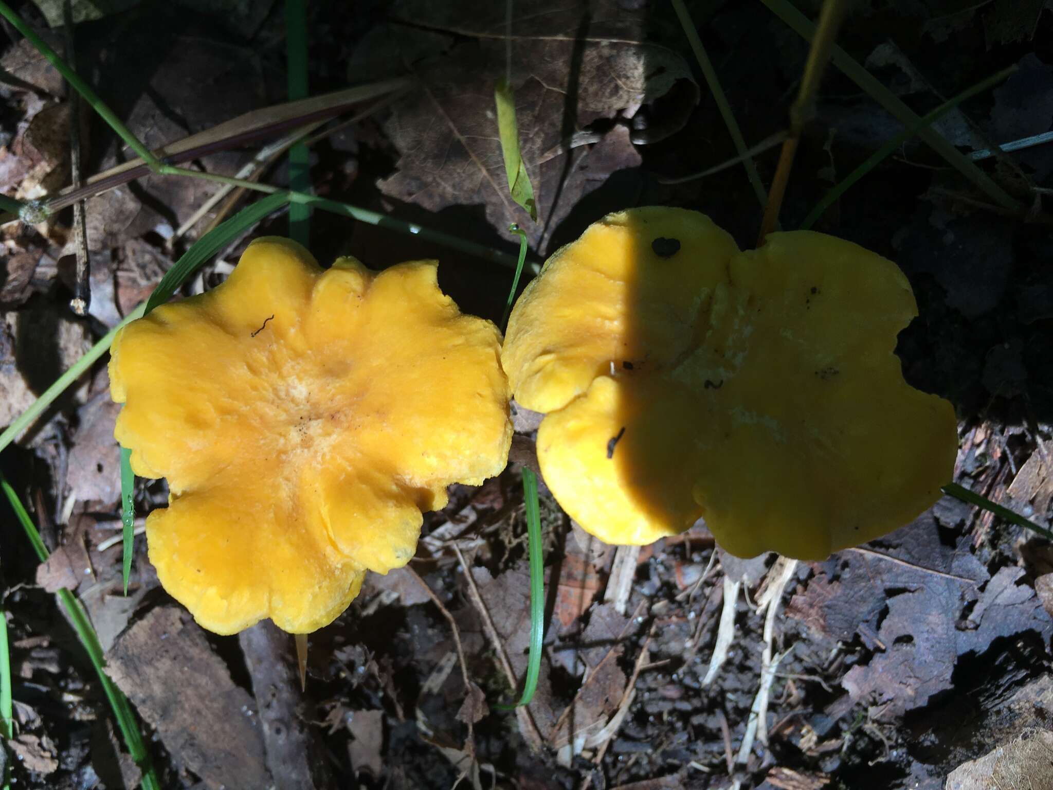 Image of Cantharellus lateritius (Berk.) Singer 1951