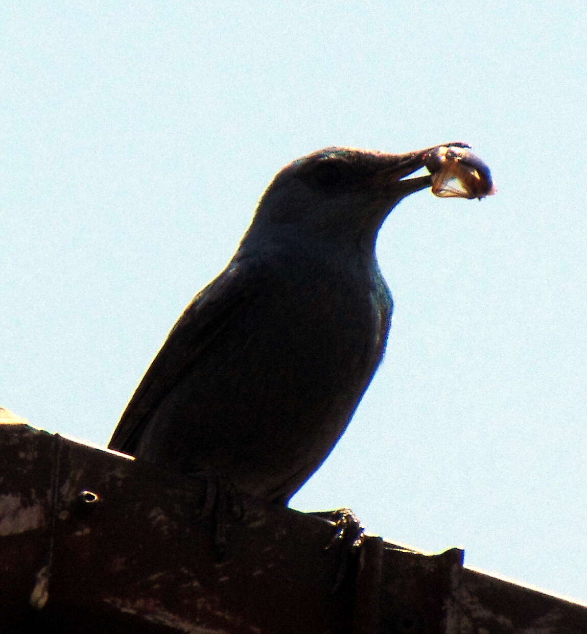 Image of Blue Rock Thrush