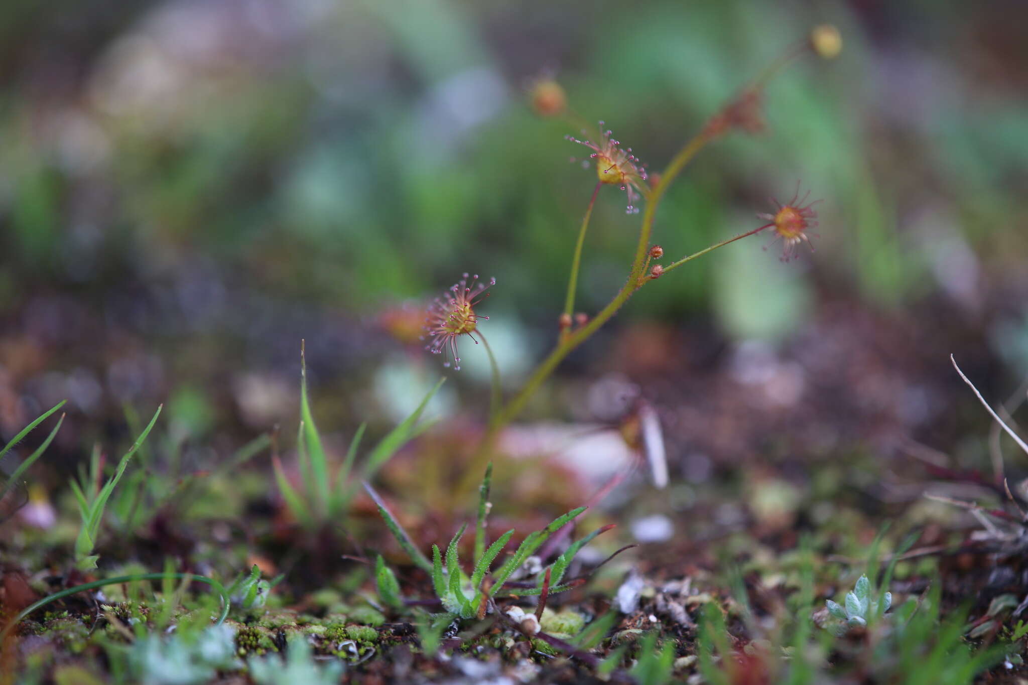 Image of Drosera andersoniana W. Fitzg. ex Ewart. & White