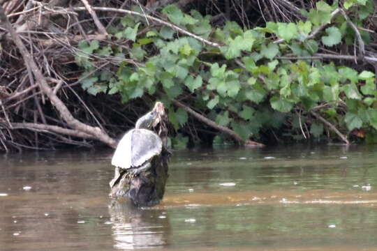 Image of Pearl River Map Turtle