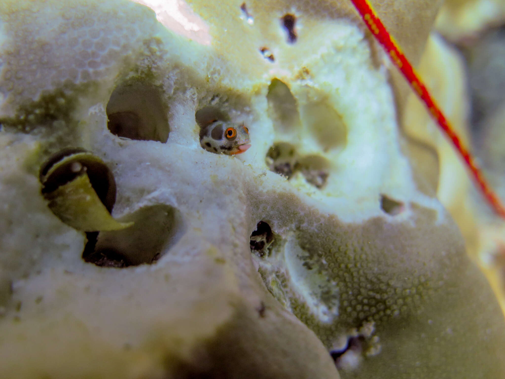 Image of Hancock's Blenny