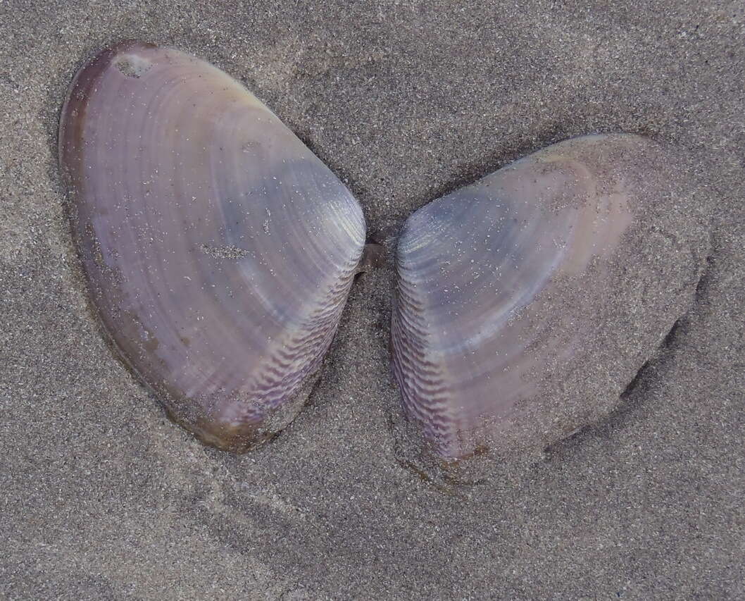 Image of giant South African wedge clam