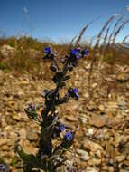 Image de Cynoglossum alpestre Ohwi