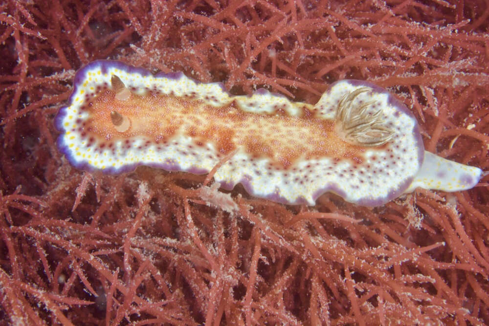 Image of Goniobranchus collingwoodi (Rudman 1987)
