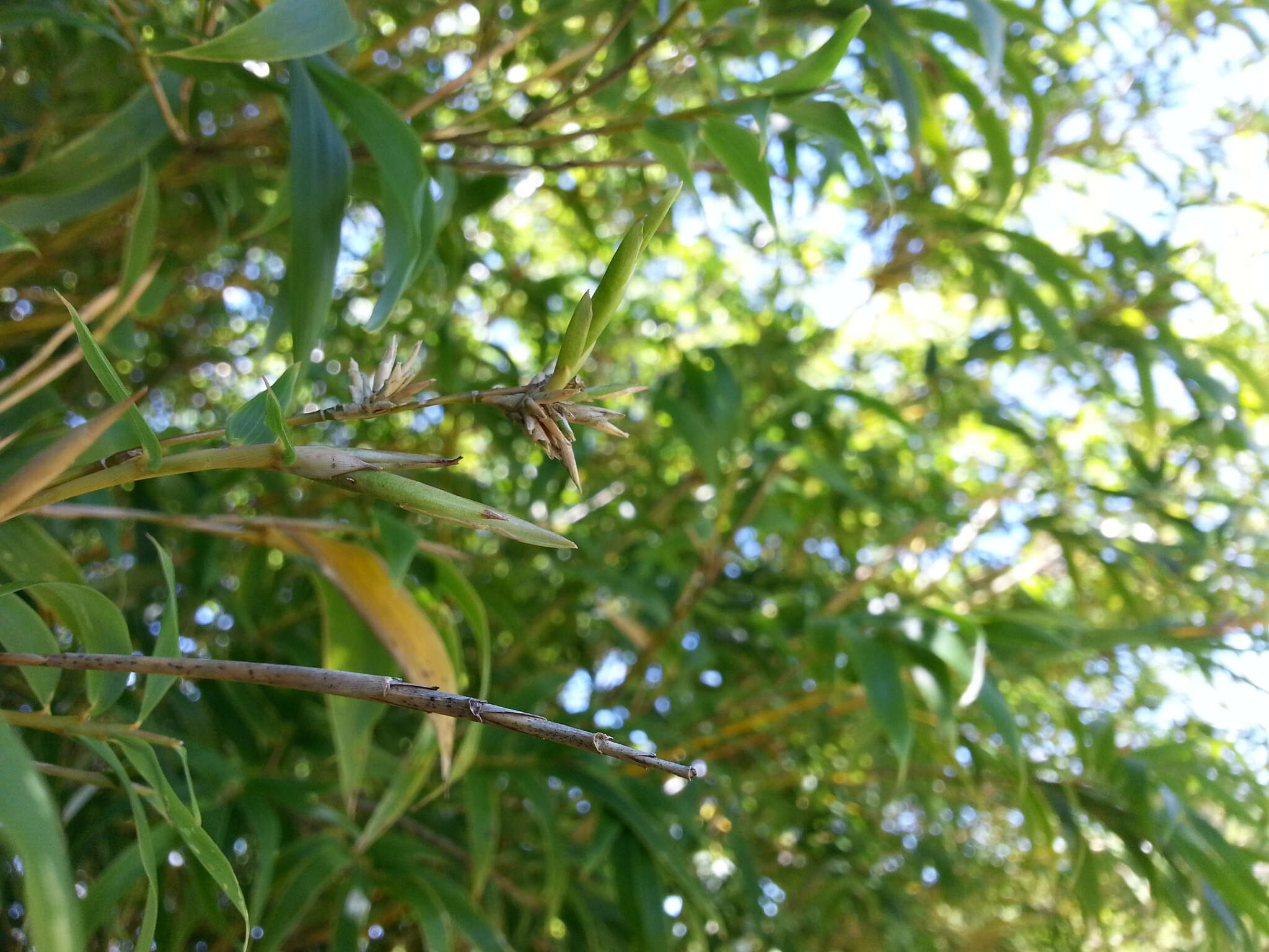 Image of hedge bamboo