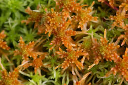 Image of Flexuous Bog-moss