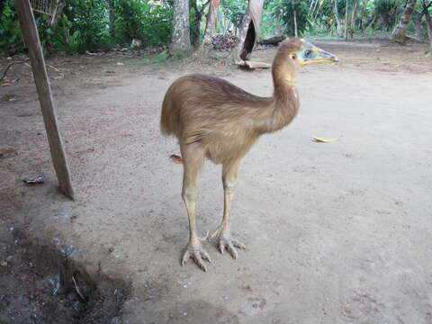 Image of Northern Cassowary