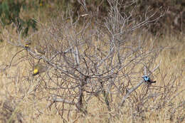 Image of Yellow-rumped Thornbill