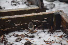 Image of juncos