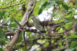 Image of Scarlet-headed Flowerpecker