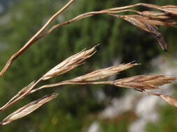 Image of Festuca norica (Hack.) K. Richt.