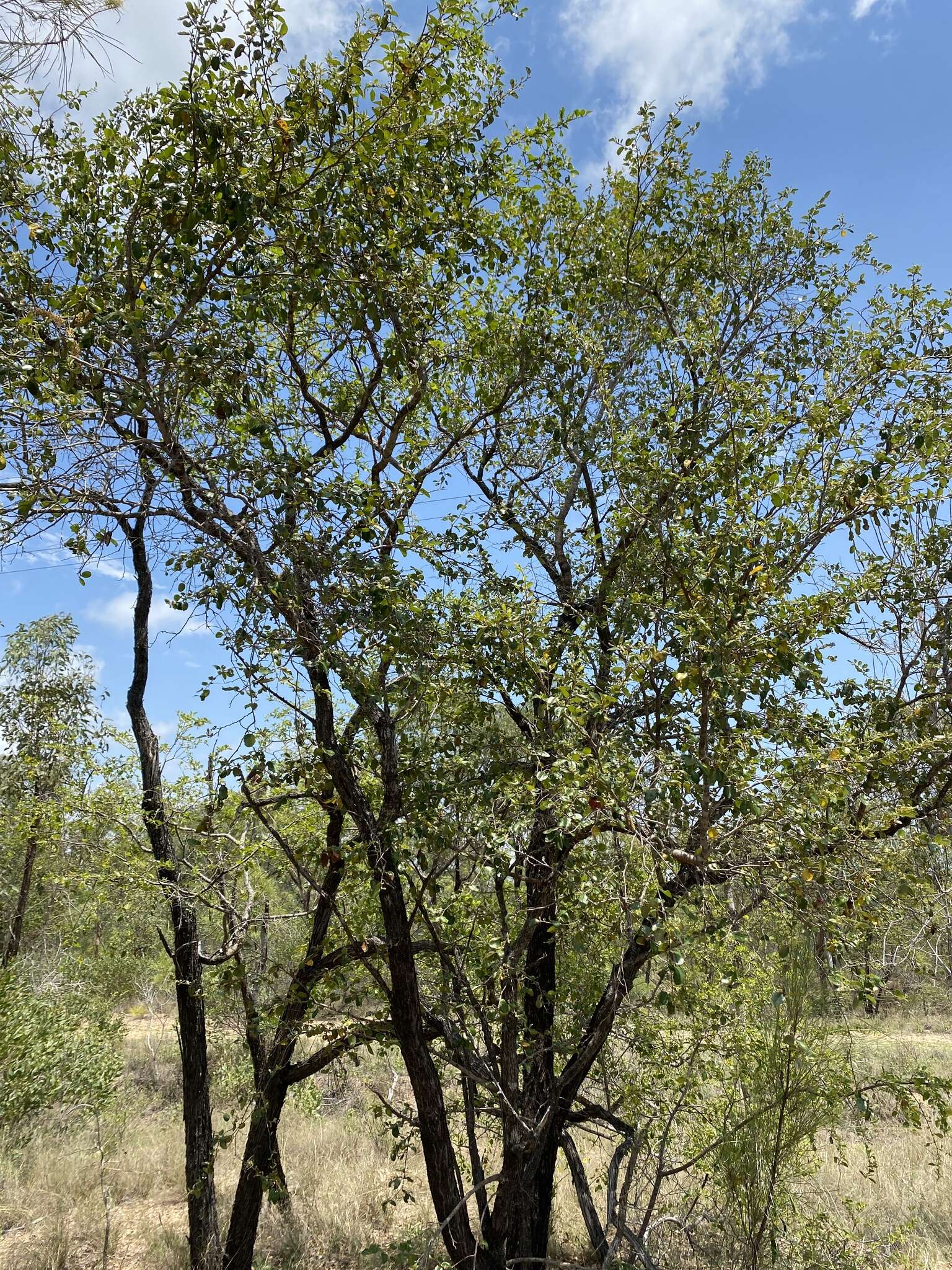 Image of Petalostigma banksii Britten & S. Moore