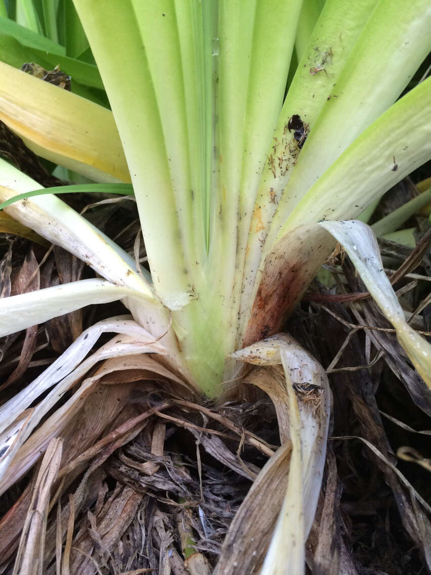 Imagem de Agapanthus praecox Willd.