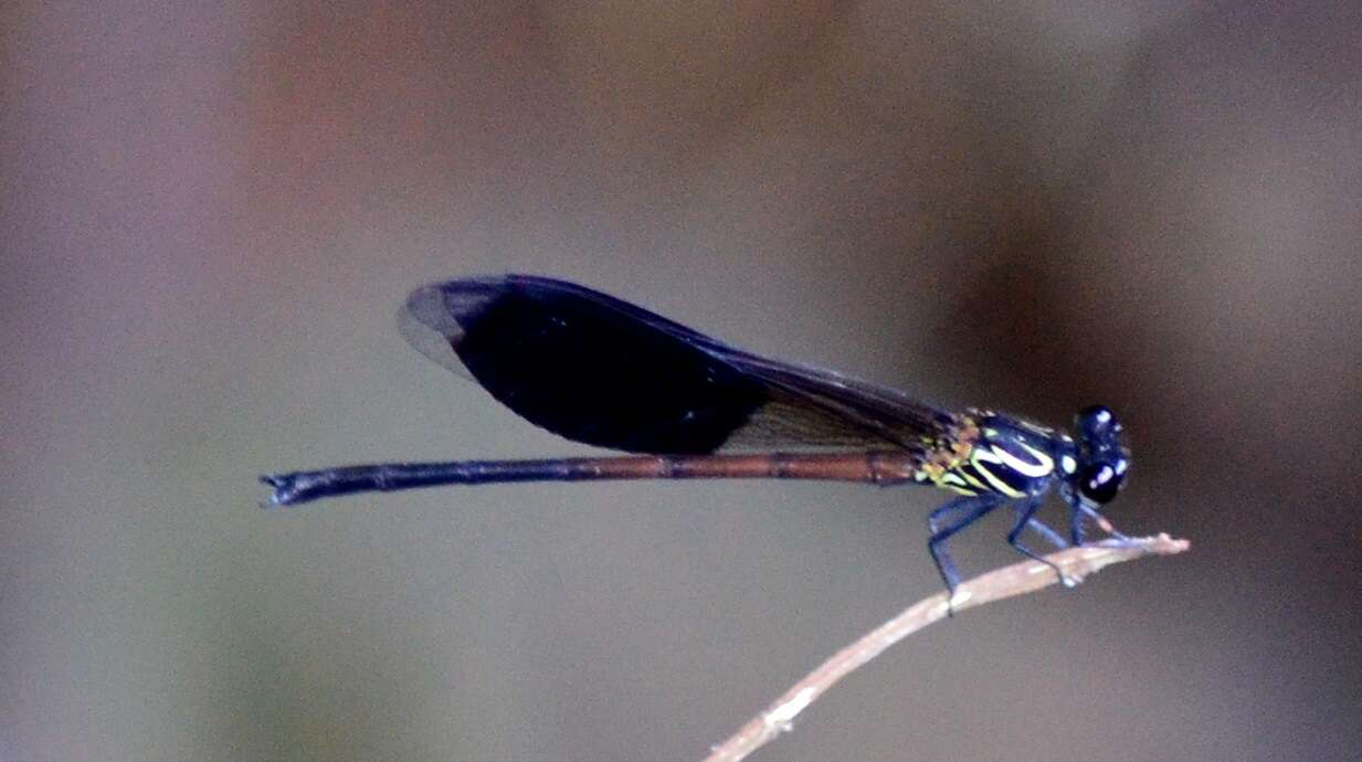 Image of Euphaea formosa Hagen ex Selys 1869