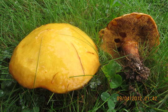 Image of Suillus grevillei (Klotzsch) Singer 1945